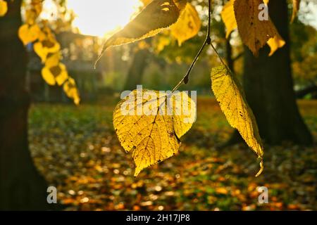 Yellow Linden, Tilia Europea, leaf close up against golden morning sunlight in the park on a beautiful day of October. Stock Photo