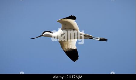 Single Avocet, Recurvirosta avosetta, Flying Against A Blue Sky With Wings Outstretched, UK Stock Photo
