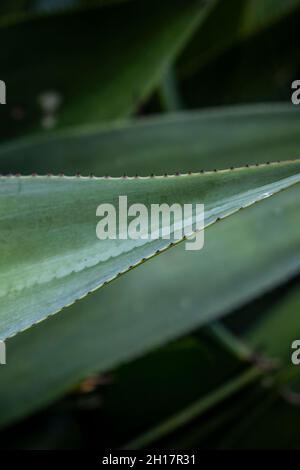 A closeup view of the edge of a leaf of an Aloe vera plant. Stock Photo
