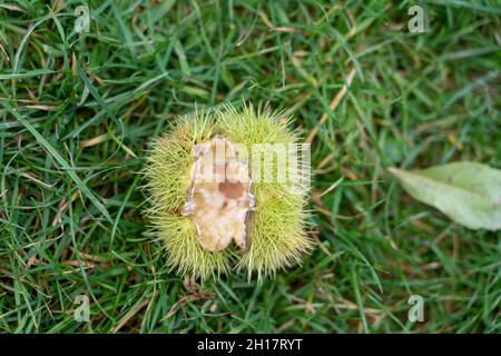 empty shell of the sweet edible chestnut fallen from a tree with the nut ejcted or eaten Stock Photo
