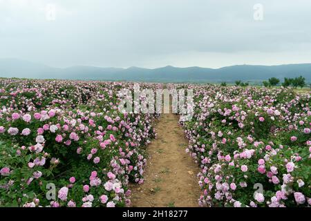 The rose fields in the Thracian Valley near Kazanlak Stock Photo