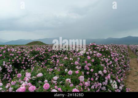 The rose fields in the Thracian Valley near Kazanlak Stock Photo