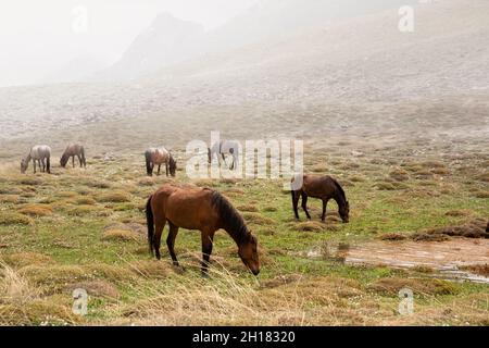 Horses grazing in a misty meadow Stock Photo - Alamy