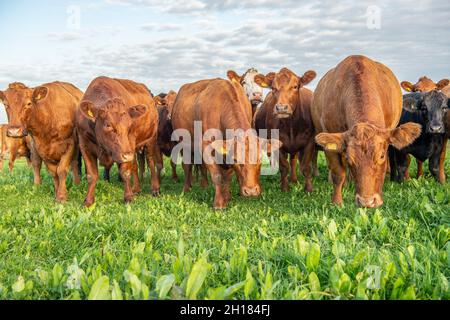 suckler herd on herbal ley Stock Photo