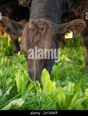 6 month old calf grazing herbal ley Stock Photo