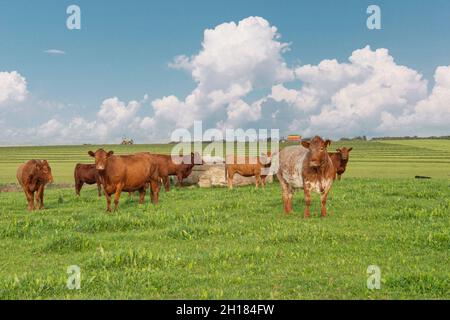 field of brown stabiliser cows Stock Photo