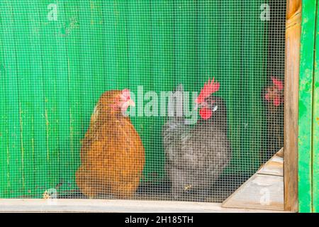 Hens behind a wire netting in the henhouse. Stock Photo