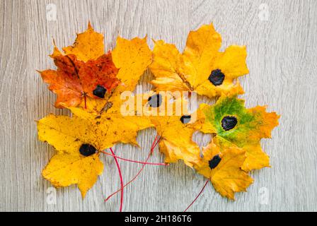 Rhytisma acerinum is a plant pathogen fungus that affects maples Acer platanoides in  autumn causing tar spot. Flat lay view of yellow autumn leaves Stock Photo