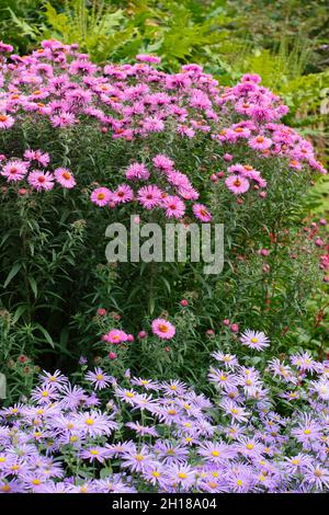 Asters in a September garden border. Deep pink flowers of Aster novae-angliae 'Andenken An Alma Potschke' and mauve blossoms of Aster frikartii Monch. Stock Photo