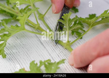 Pelargonium cuttings. Propagating scented pelargonium by slicing non flowering stems before dipping in rooting hormone. UK Stock Photo