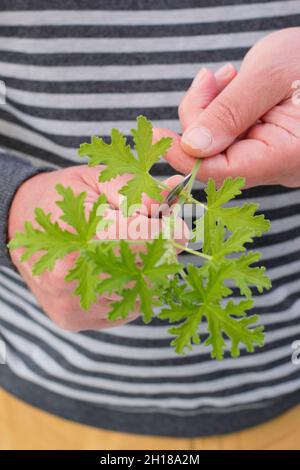 Pelargonium cuttings. Propagating scented pelargonium by removing lower leaves from a non flowering stem cutting before dipping in rooting hormone. UK Stock Photo