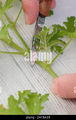 Pelargonium cuttings. Propagating scented pelargonium by slicing non flowering stems before dipping in rooting hormone. UK Stock Photo