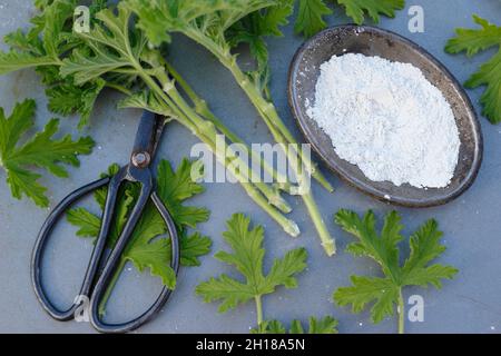 Pelargonium cuttings. Cuttings of scented pelargonium with rooting hormone powder. UK Stock Photo
