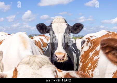 Cow head in the middle of a group of cows, black amidst red, blue sky with white clouds Stock Photo