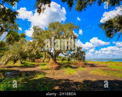 Big old Live Oak tree in Myakka River State Park in Sarasota Florida USA Stock Photo