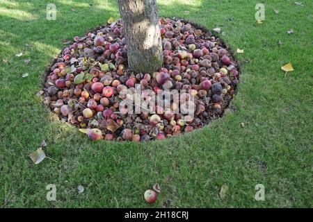 Apples at Wailly Orchard CWGC Cemetery in France Stock Photo