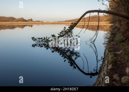 A fallen tree reflected in the calm water of Upper Roddlesworth reservoir Stock Photo