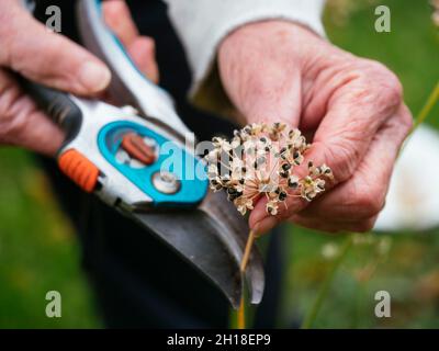 Gardener collecting garlic chives (Allium tuberosum) seeds.