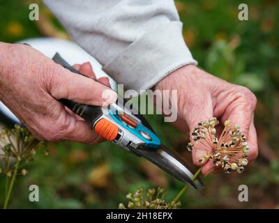 Gardener collecting garlic chives (Allium tuberosum) seeds.