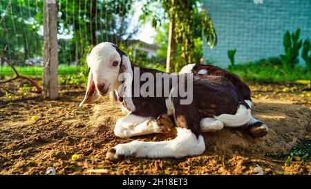 Cute goat lings sitting in outdoor. White color goat ling with brown spots walking fearless in a farmland. Stock Photo