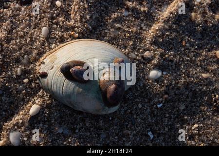 Shells on Shells Stock Photo