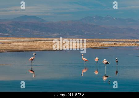 Chilean flamingos, Phoenicopterus chilensis, resting and grooming in Chaxa lagoon. Laguna Chaxa, Atacama Desert, Antofagasta Region, Chile. Stock Photo