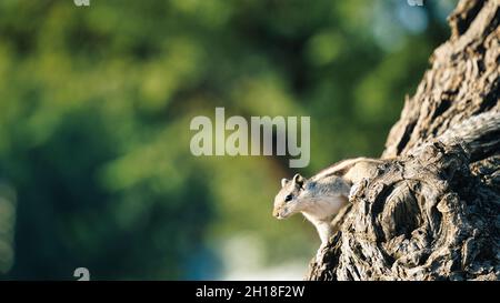 Wild Sherman's Fox Squirrel or Sciurus niger shermani on Khejari or prosopis cineraria tree trunk. Fox squirrel, Sciurus niger, also known as the east Stock Photo