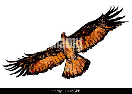 Eagle flying searching for pray -  vector illustration Stock Vector