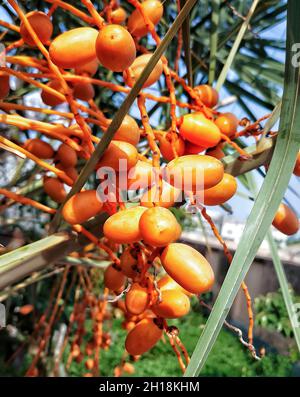 Medjool date palm tree plantation in the Jordan valley Israel Stock ...