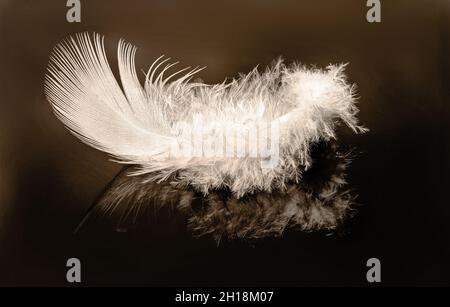One white feather on a black background, macrophotography Stock Photo