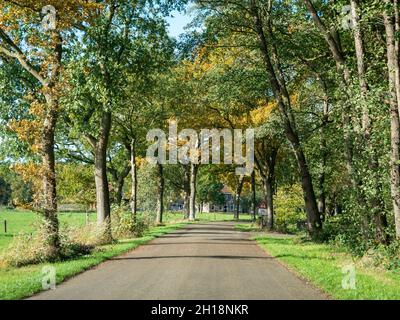 Country road with oak trees on either side and farmhouse in rural area Kraloo near Dwingelderveld, Drenthe, Netherlands Stock Photo