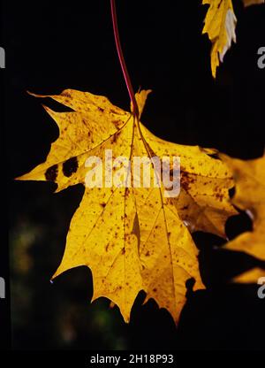 Colorful Maple Leaf Stock Photo