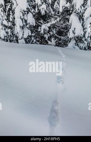 A vertical shot of traces of deep wheels in freshly fallen snow Stock Photo