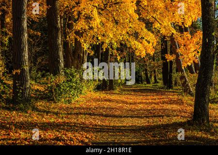 footpath in a park in autumn, with beams of light falling through the trees Stock Photo