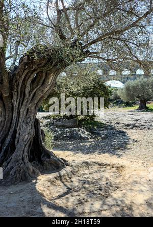 Test Voie Verte from Beaucaire to Pont du Gard (Millenial olive tree near the bridge) Stock Photo