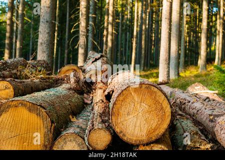Freshly cut trees in the forest. Rows of piled of logs Stock Photo