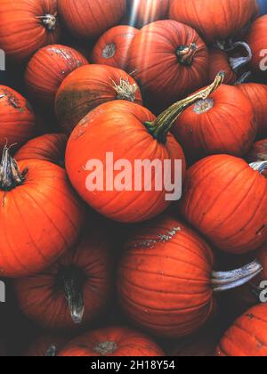 Full frame food background of dark orange pumpkins on the farmers market stall for sale with copy space Stock Photo