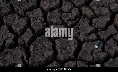 Severe drought affected farmland, with large cracks and a tiny plant coming through, raising major concerns about the climate change Stock Photo