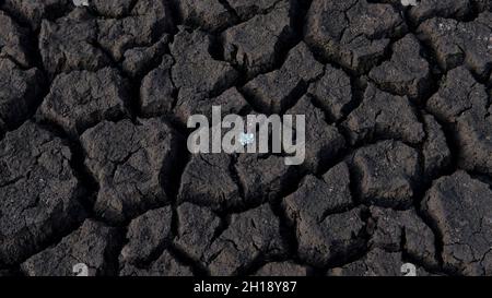 Background of cracked, arid soil with one tiny plant growing, damaged farmland raising major concerns about climate change, feeding world's population Stock Photo