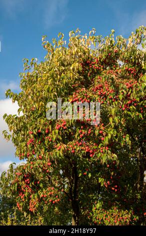 Hampshire, England, UK. 2021. Dogwood tree and ripe fruit ready for picking in an English country garden in late summer. Stock Photo