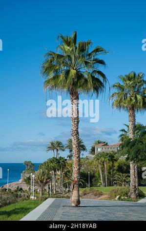 Washingtonia filifera, palm tree known as California Fan Palm, planted in Costa del Duque, close to Casa del Duque part of the landscaping in Tenerife Stock Photo