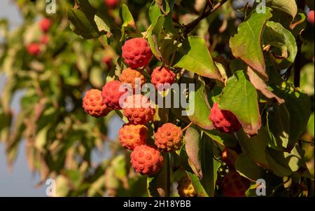 Hampshire, England, UK. 2021. Dogwood tree and ripe fruit ready for picking in an English country garden in late summer. Stock Photo