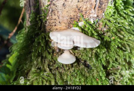 Oysterling (Crepidotus sp.possibly C.mollis) Stock Photo