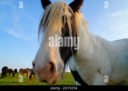 The Galineers Cob, also known as the Traditional Gypsy cob, Irish Cob, Gypsy Horse or Gypsy Vanner in the Bavarian village Birkach (Germany) Stock Photo
