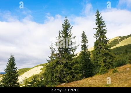coniferous trees on the meadow. beautiful mountain landscape of synevyr national park, ukraine. green environment of carpathian mountains in early aut Stock Photo