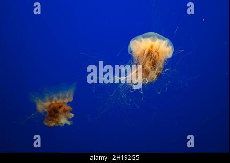 Two jellyfish swimming about in an exhibit at the Monterey Bay Aquarium. Monterey Bay Aquarium, Monterey, California. Stock Photo