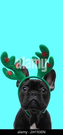 sweet french bulldog dog wearing reindeer horns against blue studio background Stock Photo