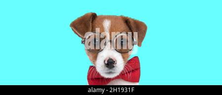 landscape of a sweet jack russell terrier dog wearing a red bowtie and glasses against blue background Stock Photo