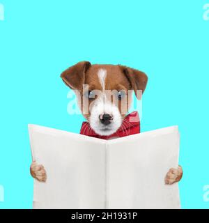 cute jack russell terrier dog reading the newspaper and wearing a red bowtie on blue background Stock Photo