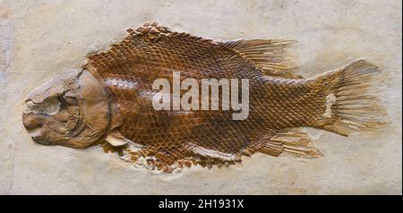 Fossilization of a fish Lepidotes maximus from the Jurassic period. Find from a quarry. Stock Photo